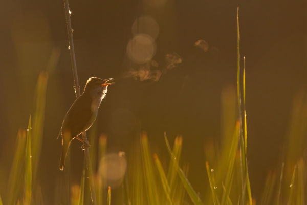A nádirigó kottája