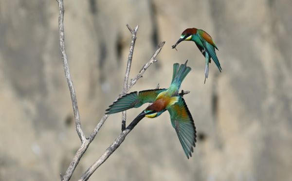 Ne menj, itt a vacsora!