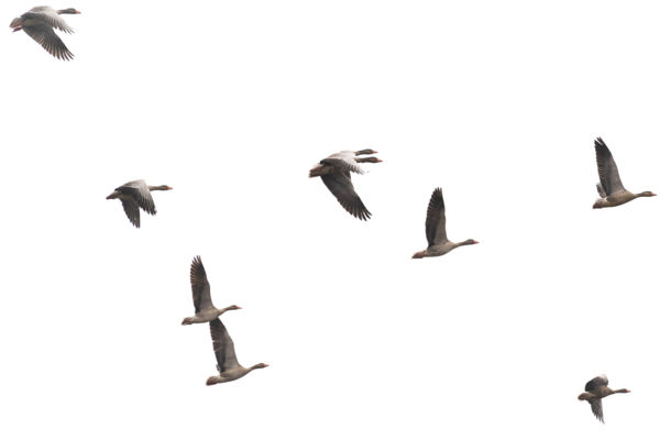 A kétfejű illúzió