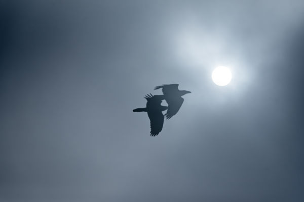 A repülés szabadsága