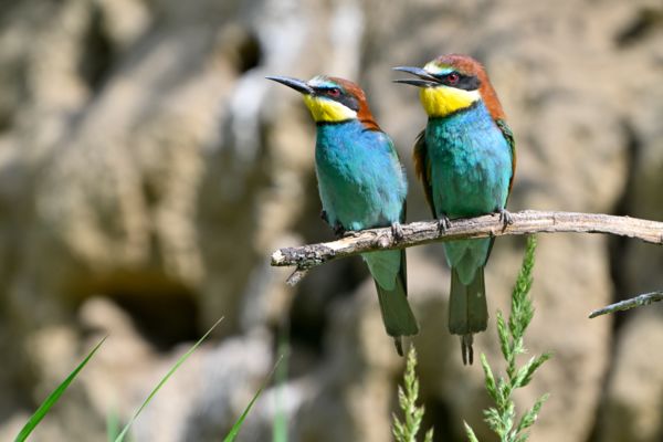 Párban szép az élet