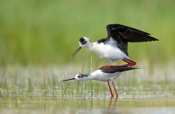 Romantika  a Mocsárban