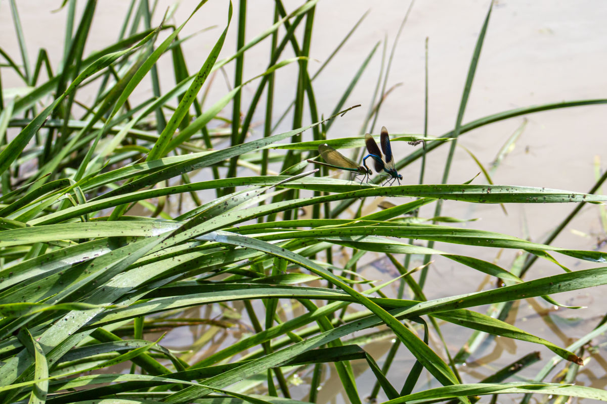 Germán Szilveszter Tibor