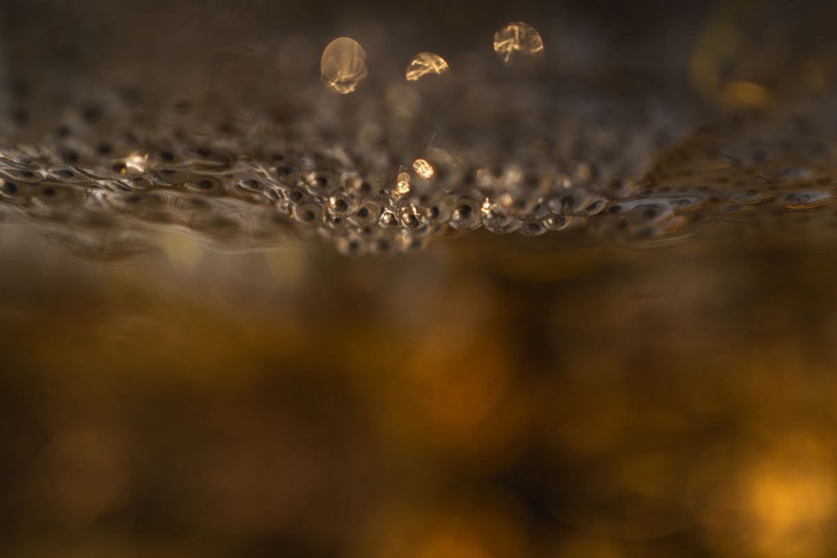 Kovács Dániel Csaba