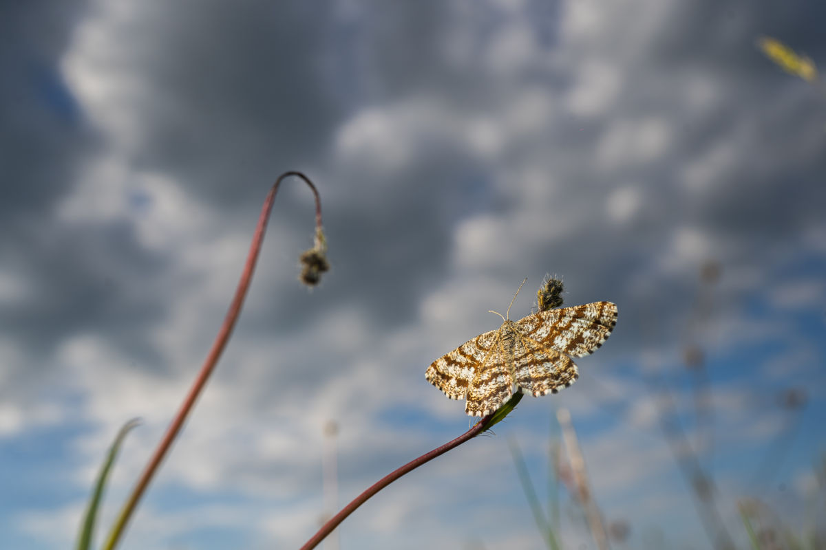 Kovács Dániel Csaba