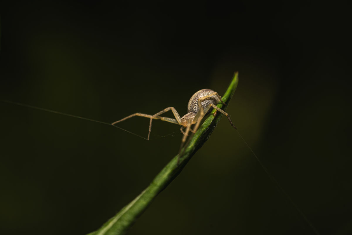 Kovács Dániel Csaba