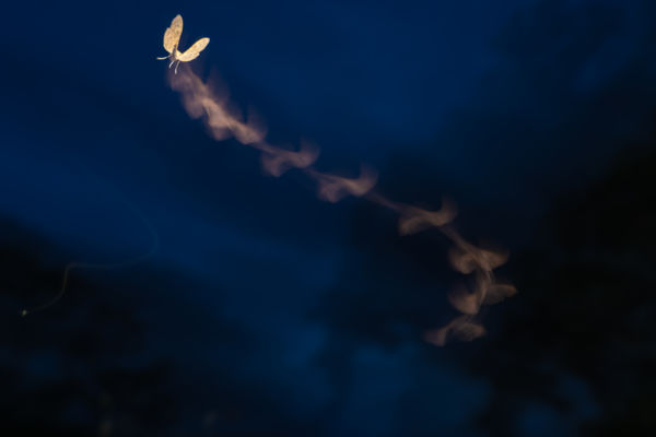 Szárnyaló griffmadár