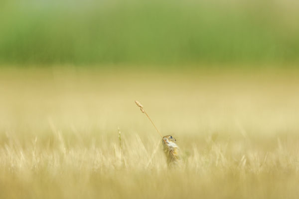 A kis zászlótartó