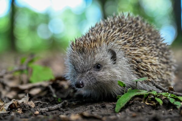 Találkozás egy erdőlakóval