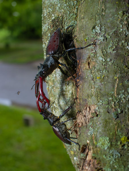 Dávid, Góliát és a döntőbíró