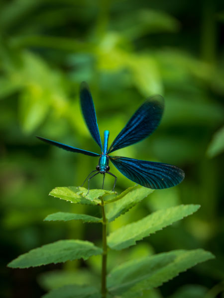 Egy kisasszony tekintete