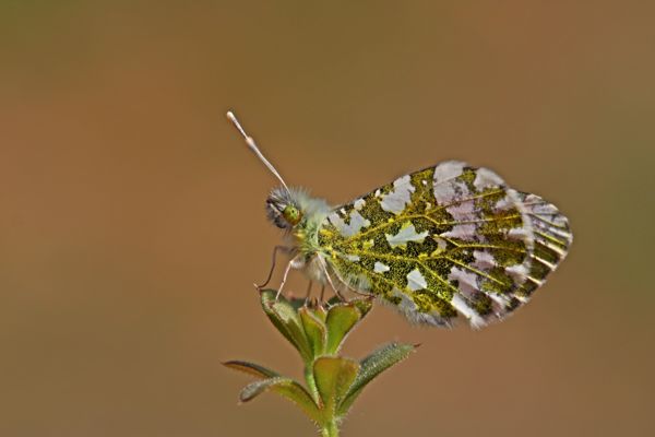 Pihenő hajnalpírlepke