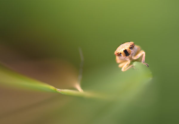 Az idegenek köztünk járnak
