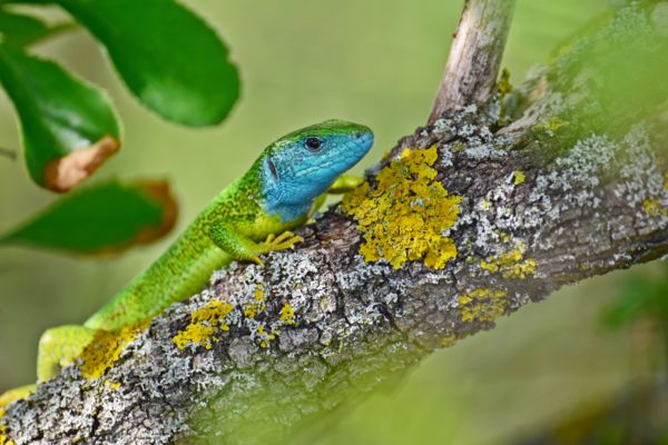 Színpompás természet