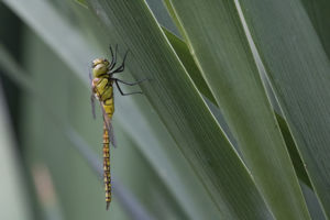 Szitakötő  Szitakötő