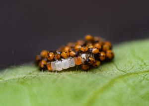 A kikelés A kikelés