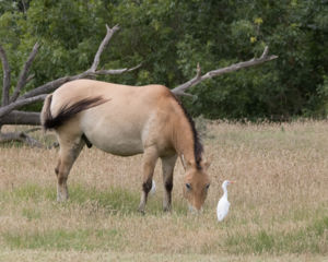Przsevalszkij Vadló