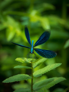 Egy kisasszony tekintete