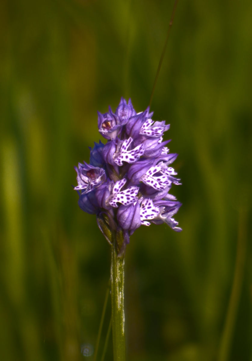 Oravecz Kinga