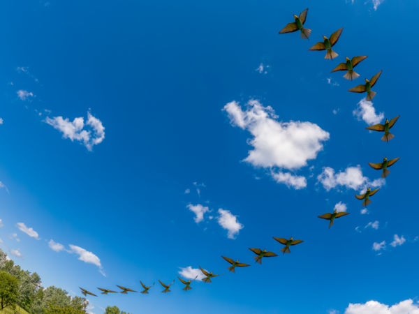 Légi vadász mozdulatsor