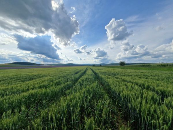 Zöldellő búzamező