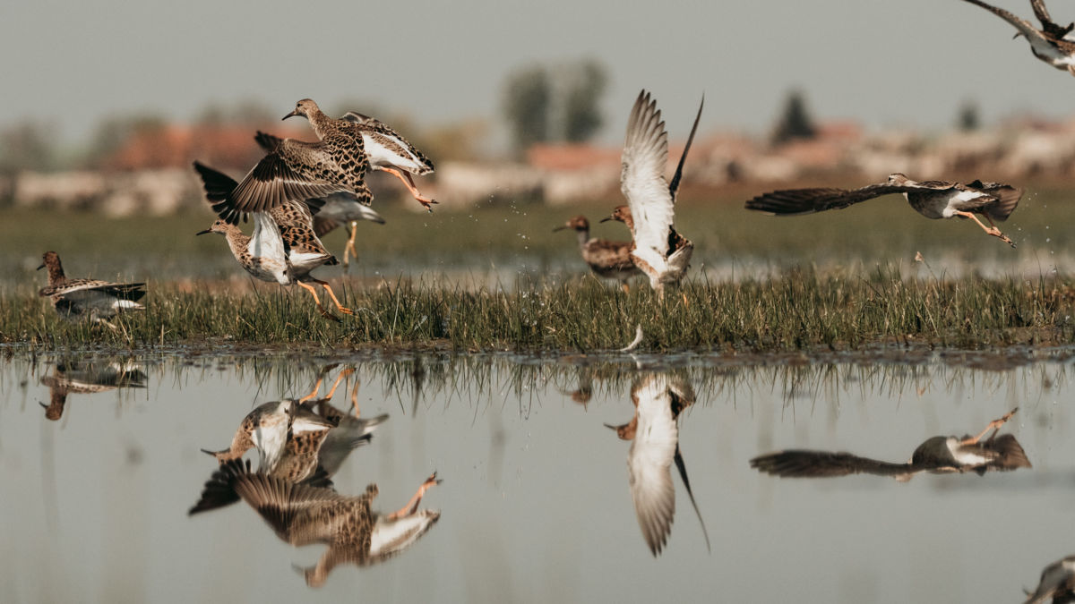 Gémné Kovács Anita