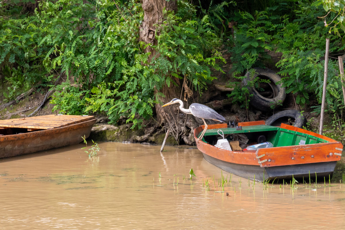 Germán Szilveszter Tibor
