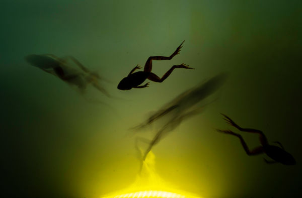 Csapdába esett békák