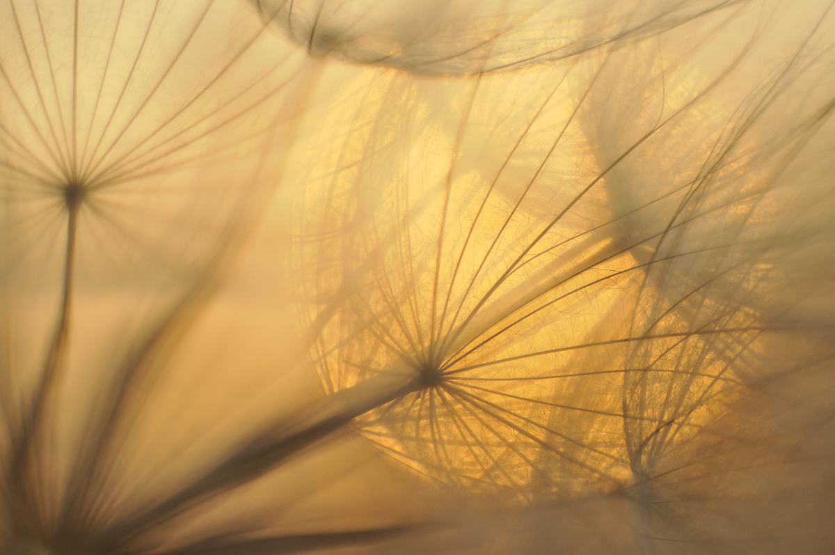 Gaál Zoltán Péter