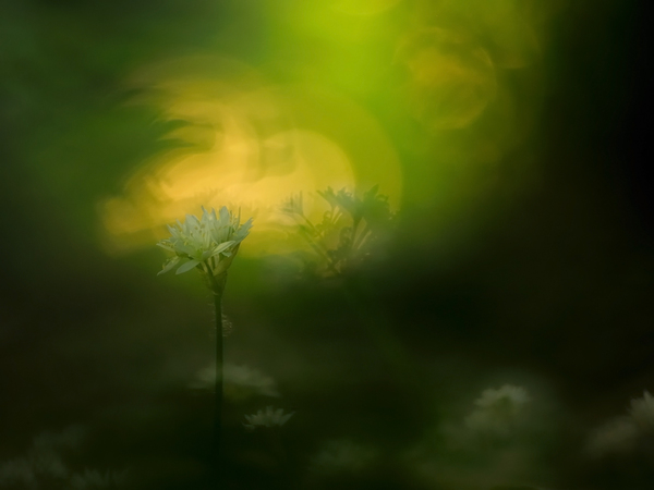 A medvehagyma festménye