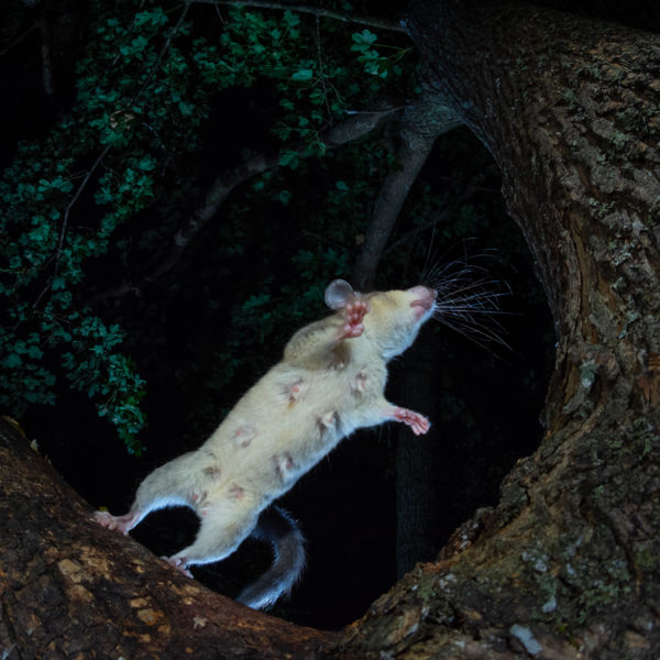 Tápláló emlők/Nursing mommy