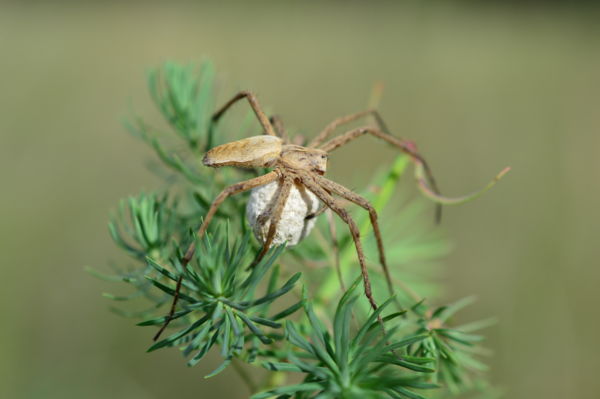 Viszem a bölcsőmet