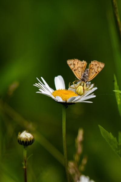 Virágon lak(már)ozva