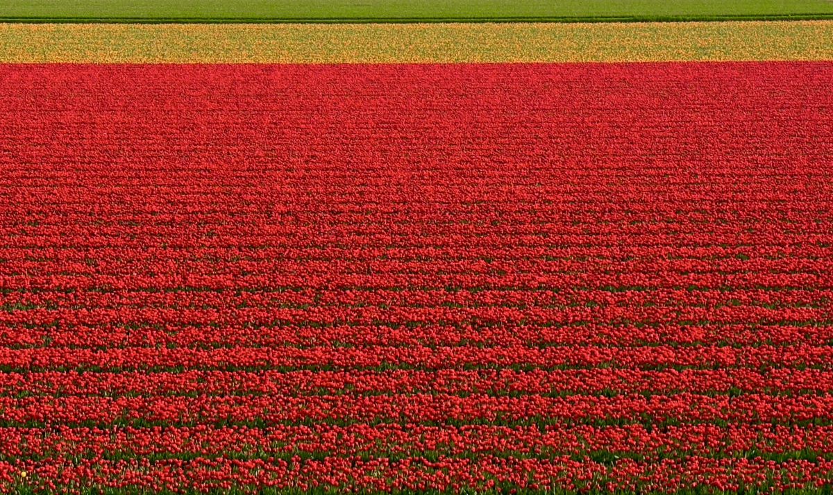 Presztolánszky Ágnes