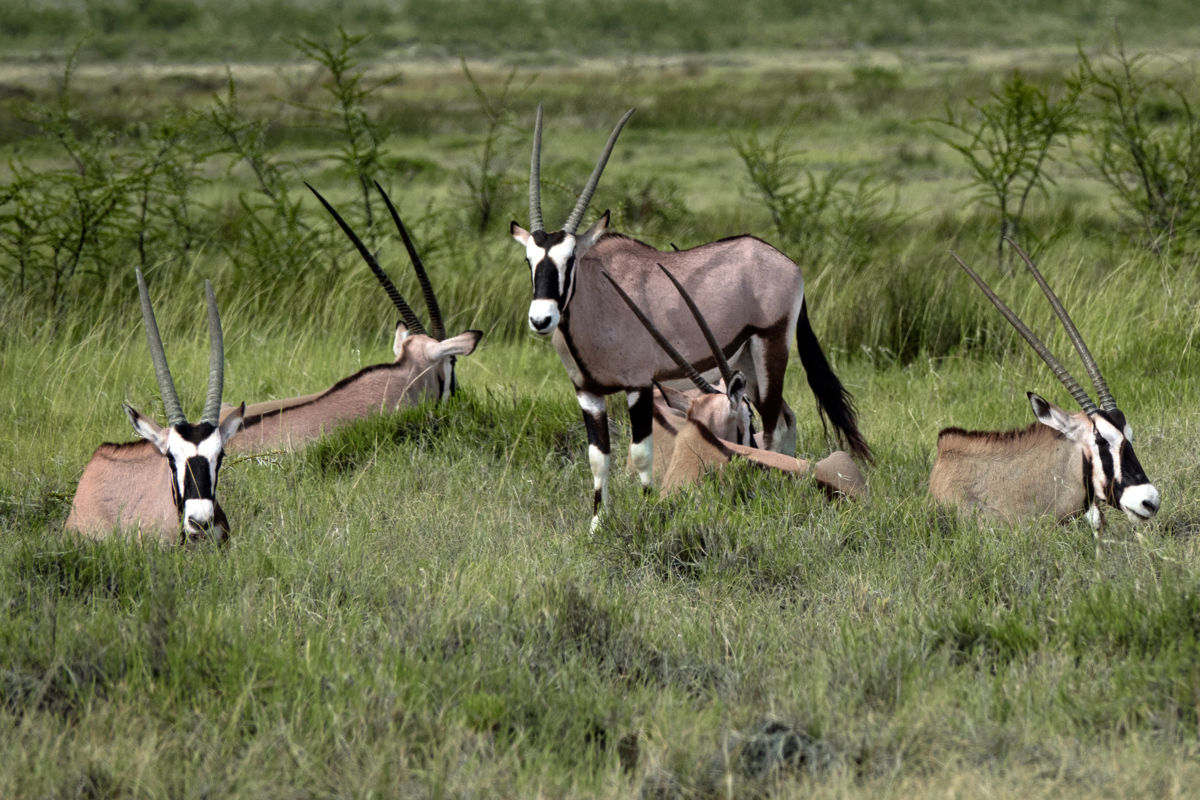 Bernáth Sándor dr. 
