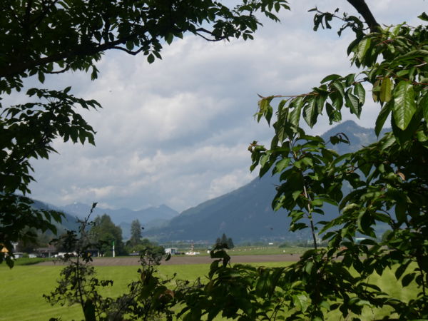 Hegyek a fák mögött