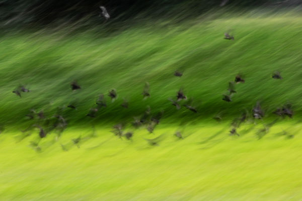 A természet festette