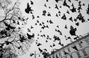 Hitchcock Hitchcock