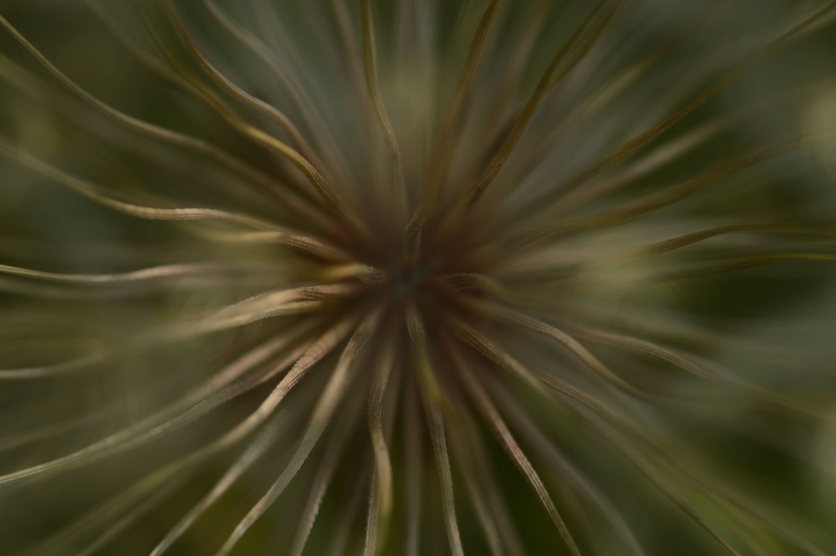 Varró Brigitta Barbara