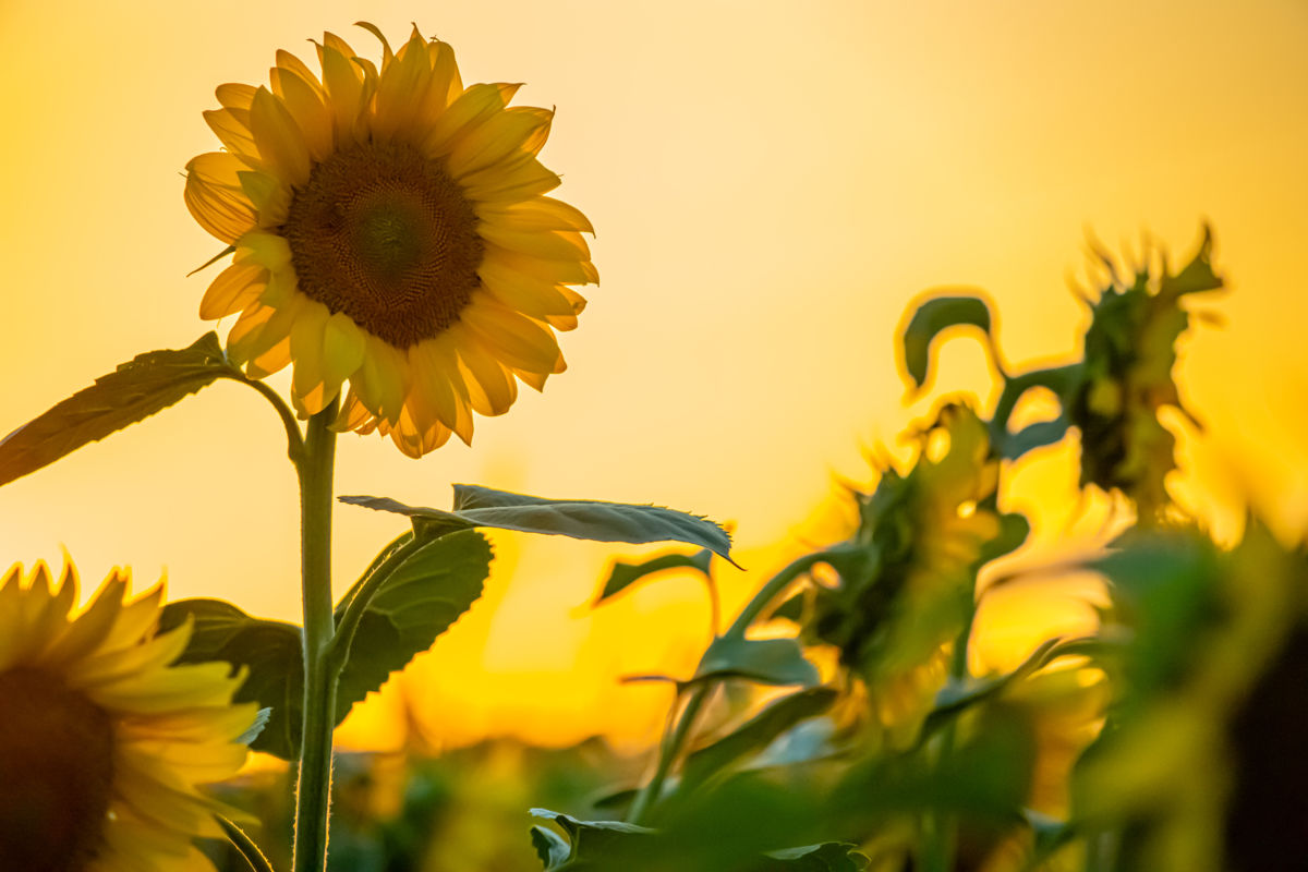 Germán Szilveszter Tibor