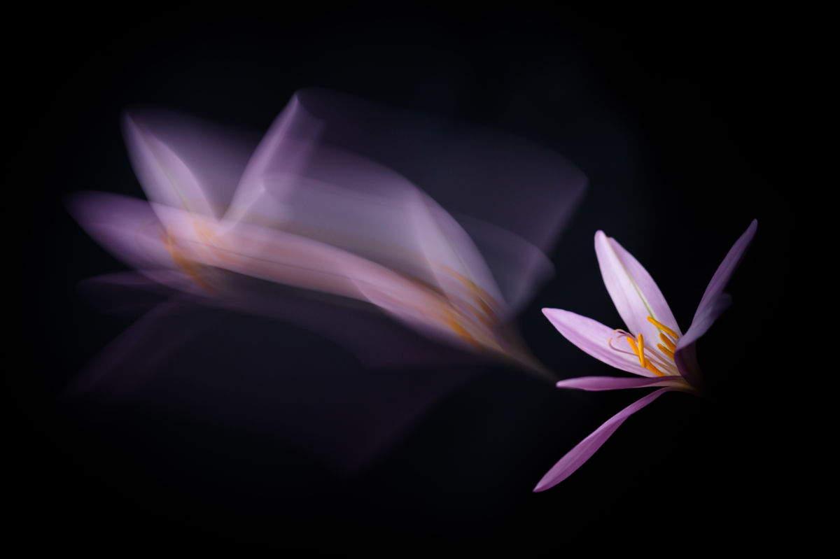 Darányiné Bakos Éva