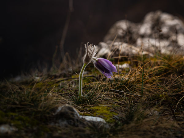 Magányos virágszál