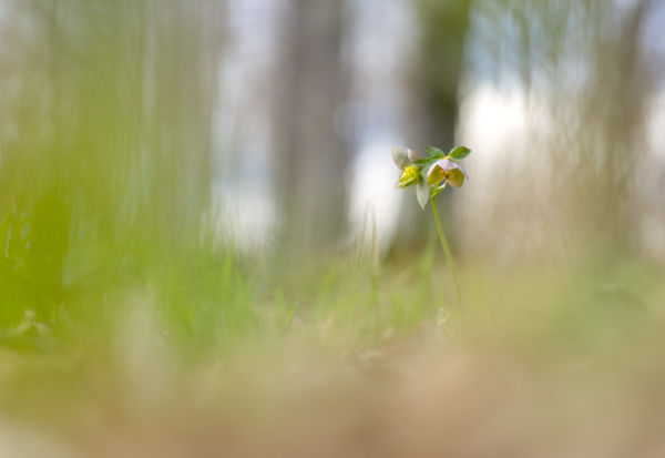 Tündérliget Szépsége 