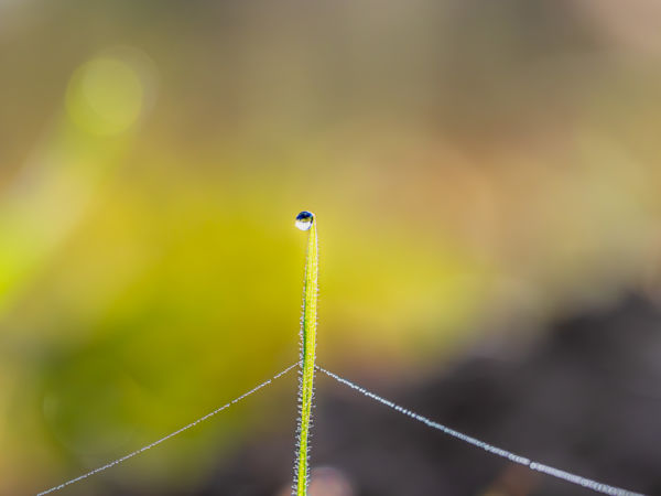 Csak, hogy el ne dőljön!
