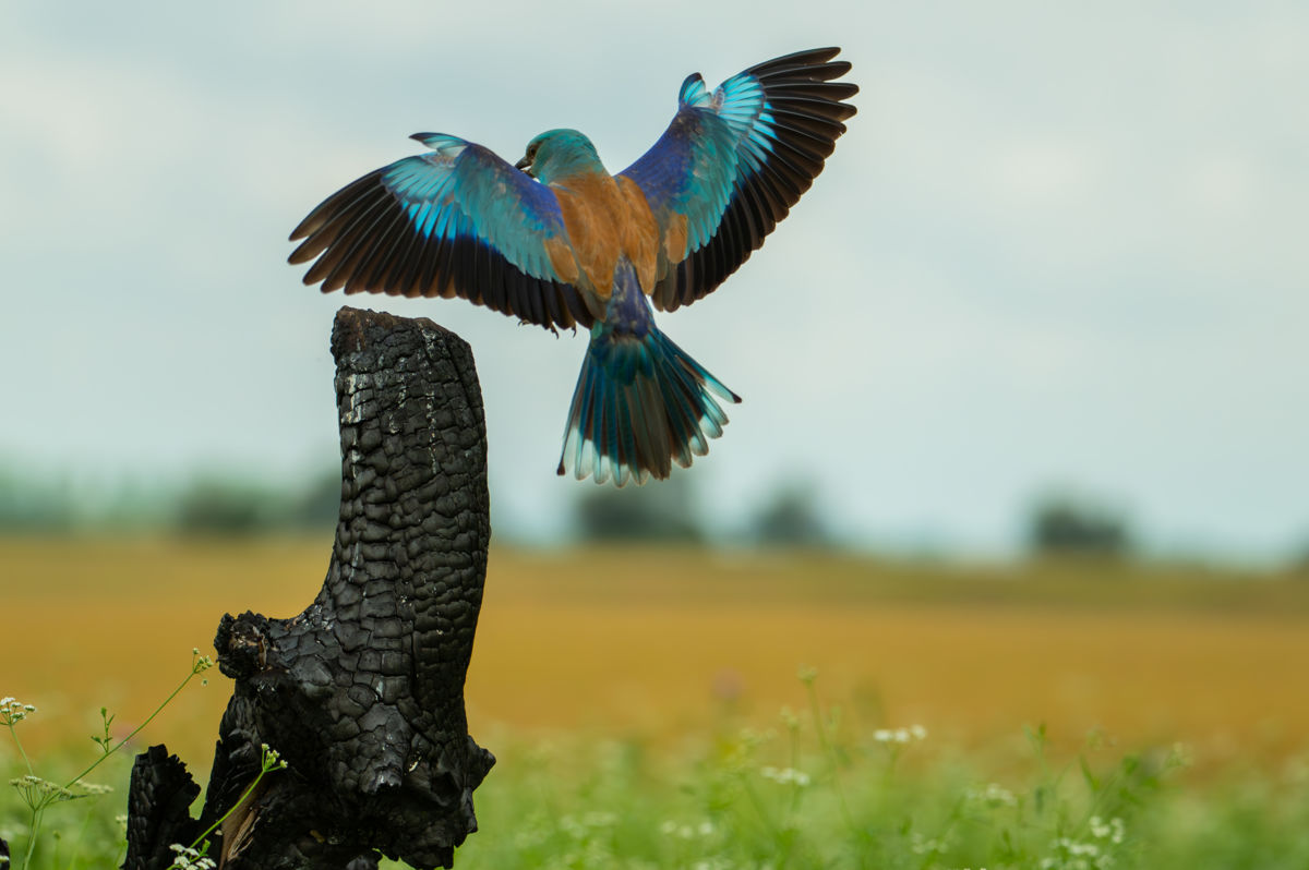 Schneider-Kiss Alexandra