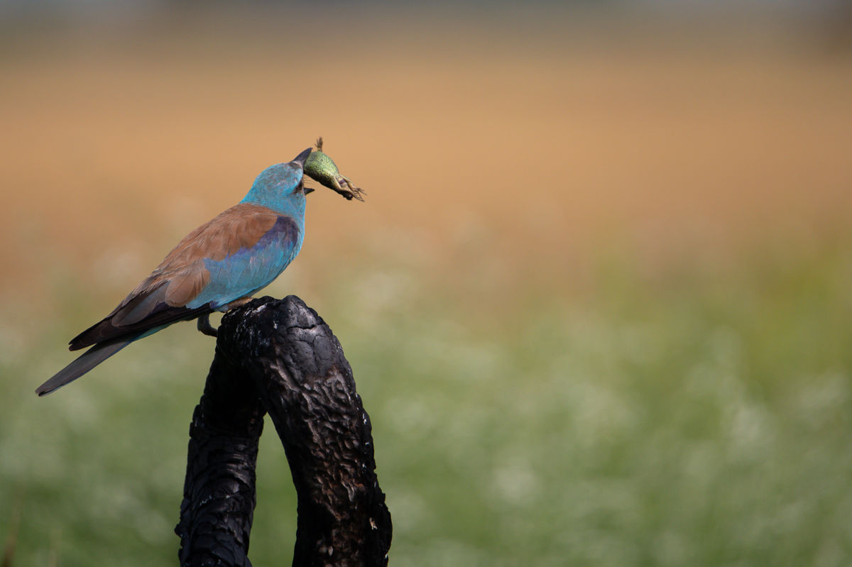 Schneider-Kiss Alexandra