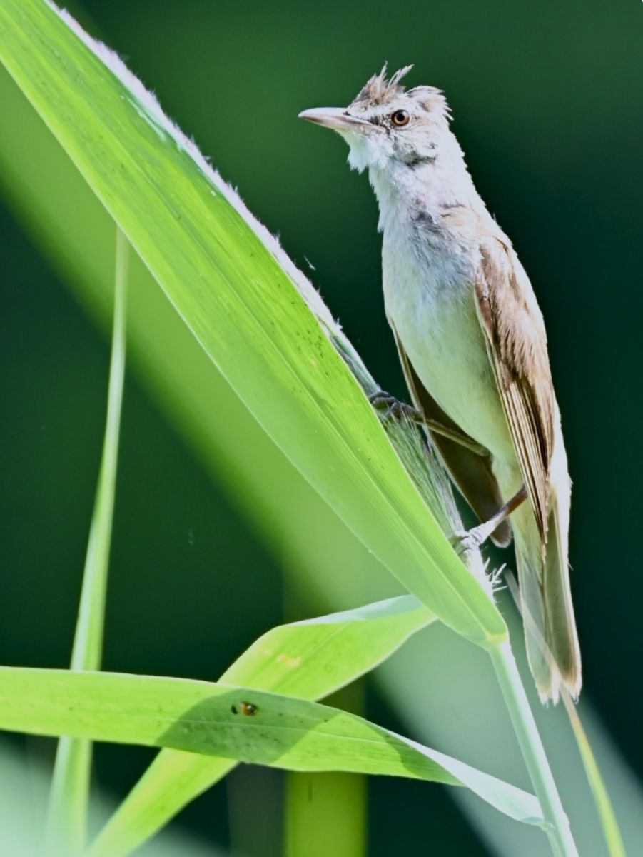 Marik Adrienn