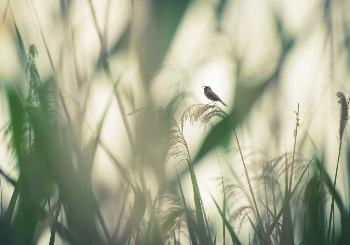 Varró Brigitta Barbara