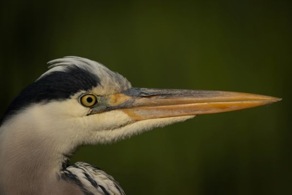 Szürke gém portréja