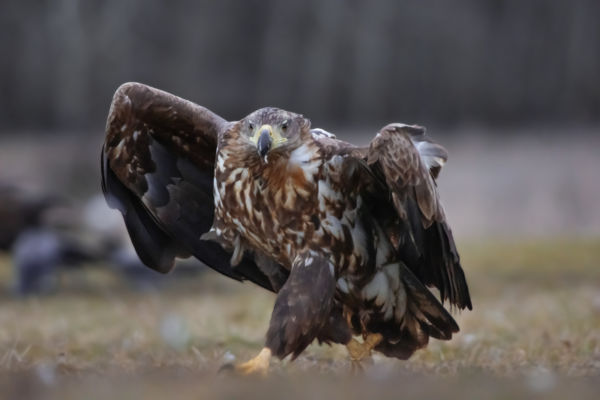 Erre van a kijárat?